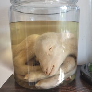 Capra hircus (domestic goat)