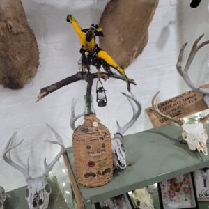 Taxidermy Parrot — Mounted Pirate Specimen