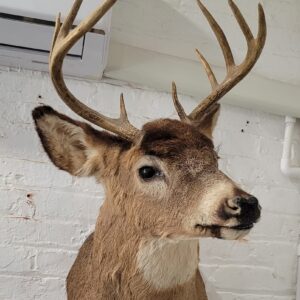 Vintage Buck Taxidermy Mount – Classic Whitetail Shoulder Mount