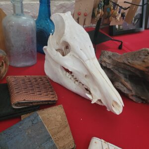 Authentic Boar Skull