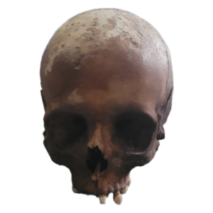 Real Human Skull